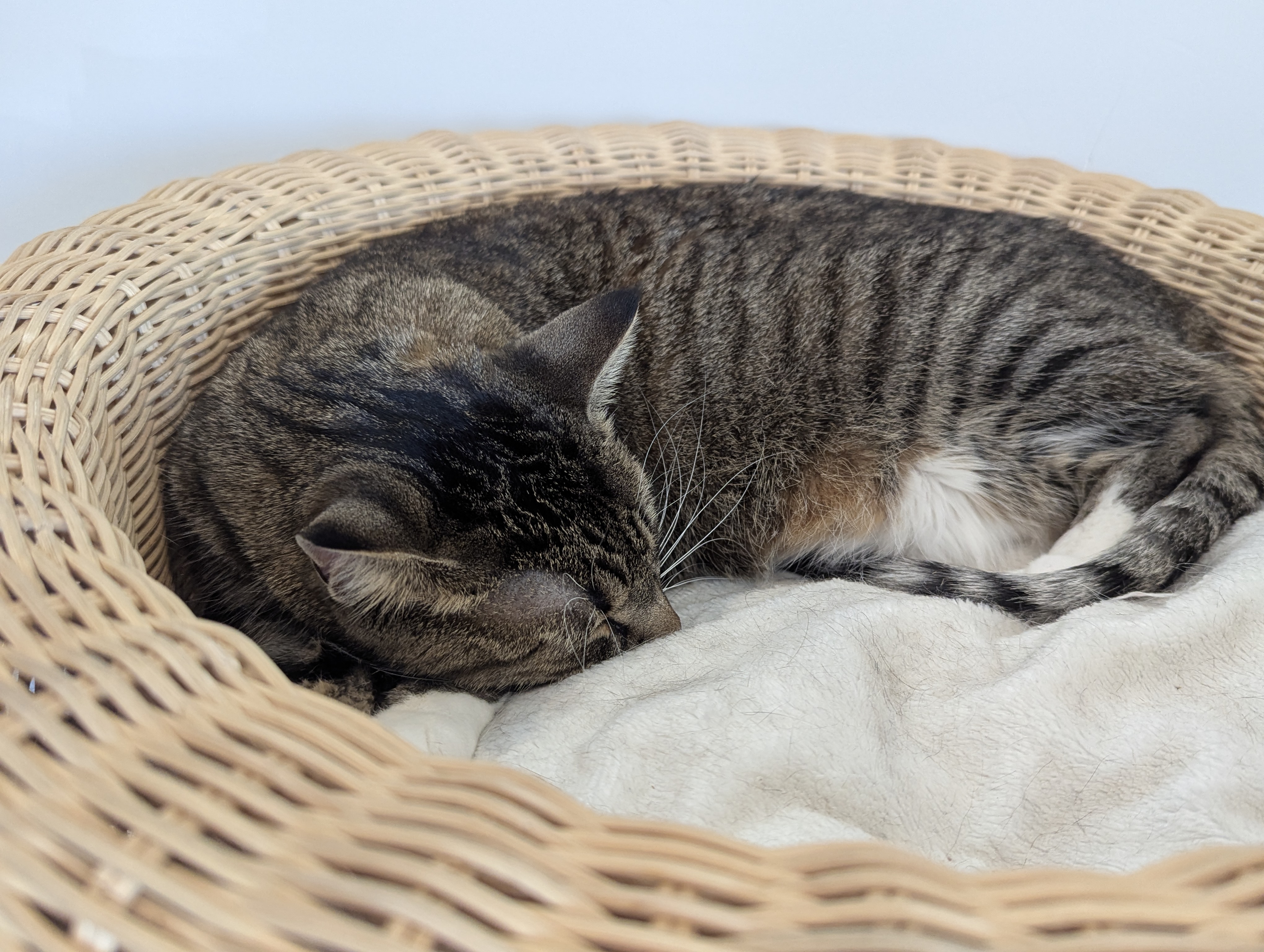 Birthday Trip to Canada, Cat Cafe, Edmonton